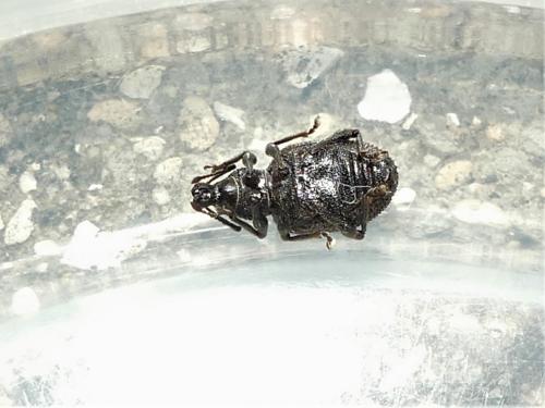 Otiorhynchus rugosostriatus